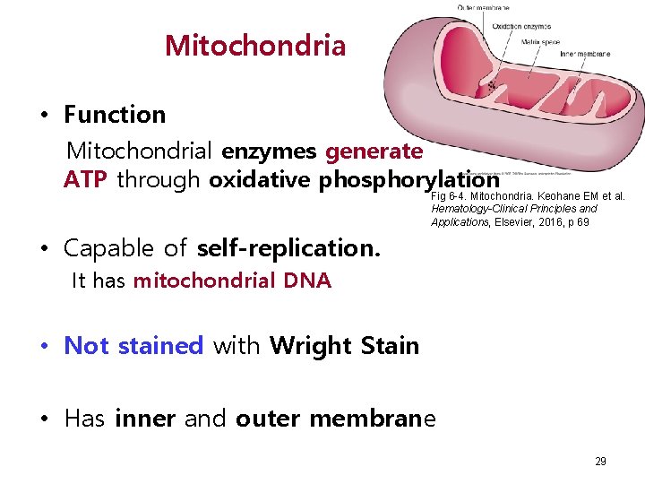 Mitochondria • Function Mitochondrial enzymes generate ATP through oxidative phosphorylation Fig 6 -4. Mitochondria.