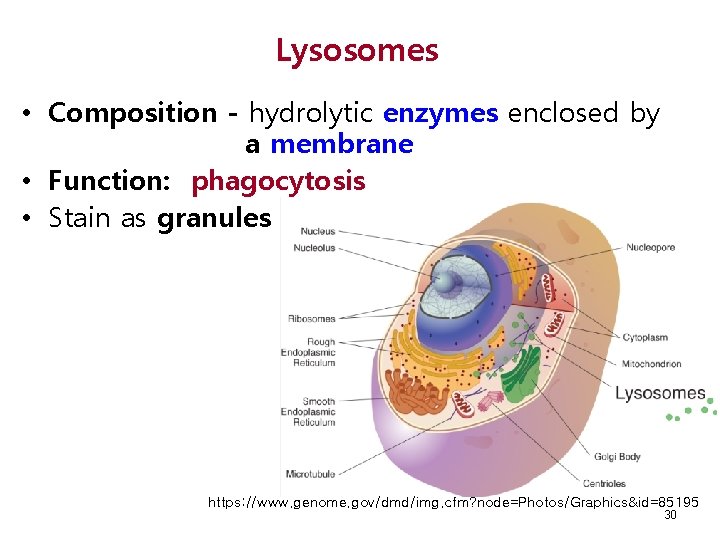 Lysosomes • Composition - hydrolytic enzymes enclosed by a membrane • Function: phagocytosis •