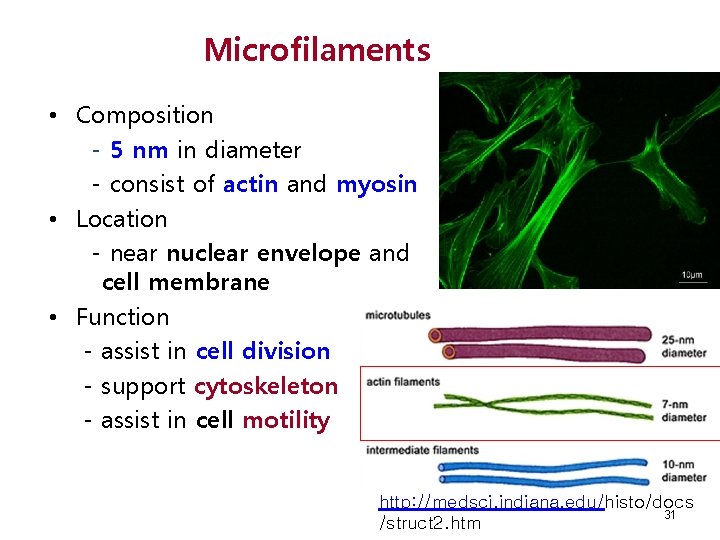 Microfilaments • Composition - 5 nm in diameter - consist of actin and myosin