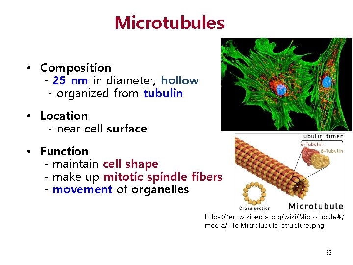 Microtubules • Composition - 25 nm in diameter, hollow - organized from tubulin •
