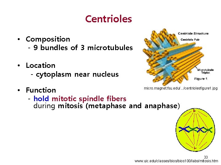 Centrioles • Composition - 9 bundles of 3 microtubules • Location - cytoplasm near