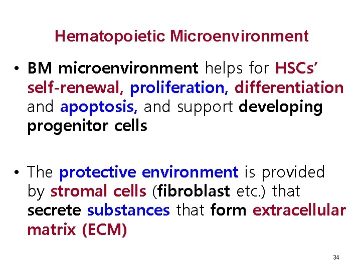 Hematopoietic Microenvironment • BM microenvironment helps for HSCs’ self-renewal, proliferation, differentiation and apoptosis, and
