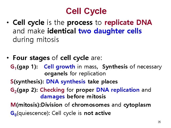 Cell Cycle • Cell cycle is the process to replicate DNA and make identical