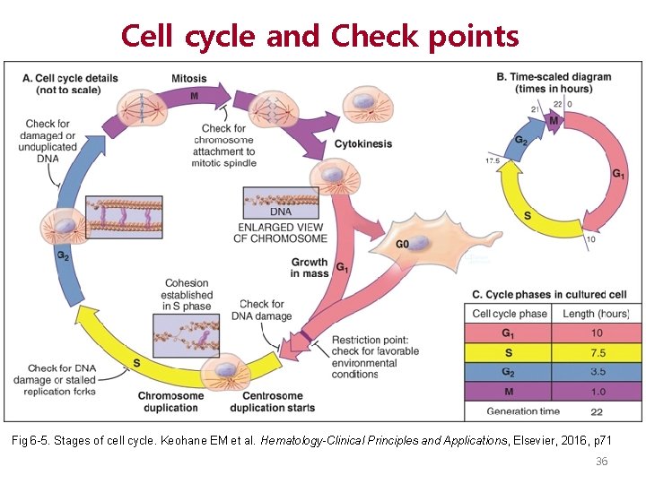 Cell cycle and Check points Fig 6 -5. Stages of cell cycle. Keohane EM