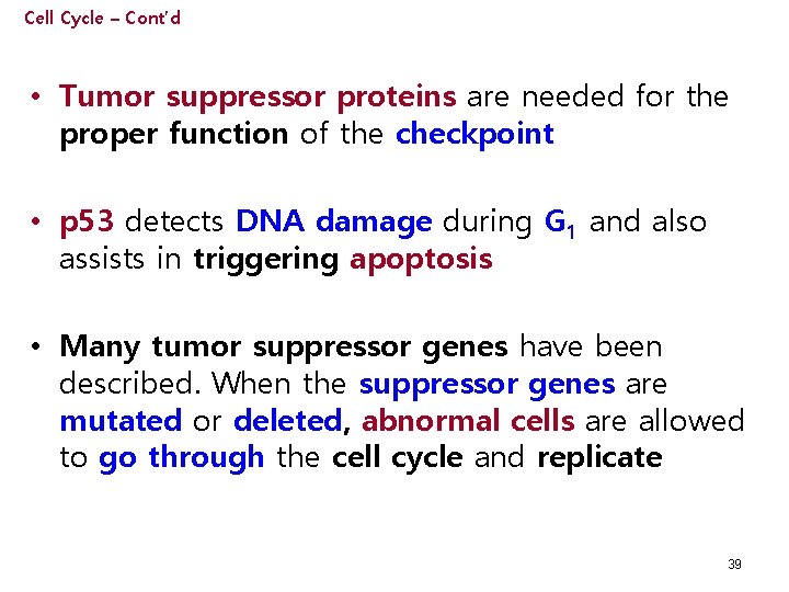 Cell Cycle – Cont’d • Tumor suppressor proteins are needed for the proper function