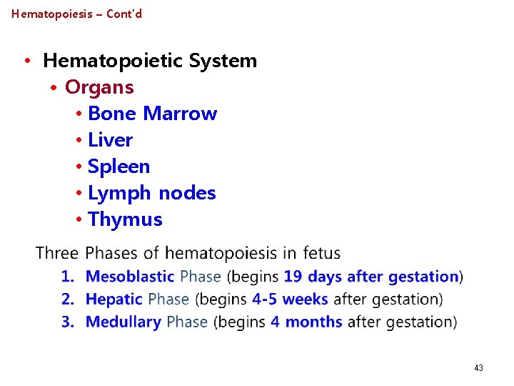 Hematopoiesis – Cont’d • Hematopoietic System • Organs • Bone Marrow • Liver •