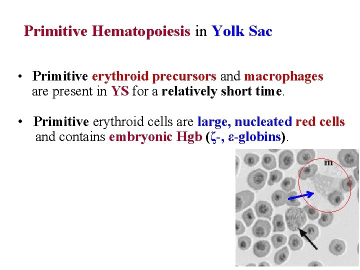 Primitive Hematopoiesis in Yolk Sac • Primitive erythroid precursors and macrophages are present in