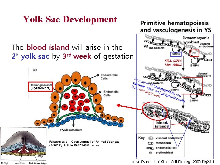 Yolk Sac Development The blood island will arise in the 2° yolk sac by