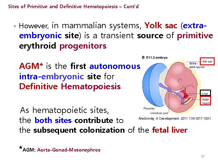 Sites of Primitive and Definitive Hematopoiesis – Cont’d - However, in mammalian systems, Yolk