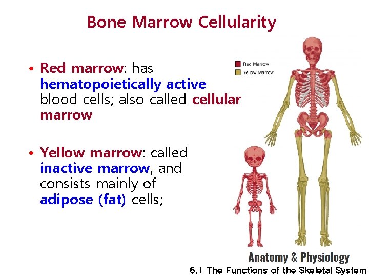 Bone Marrow Cellularity • Red marrow: has hematopoietically active blood cells; also called cellular
