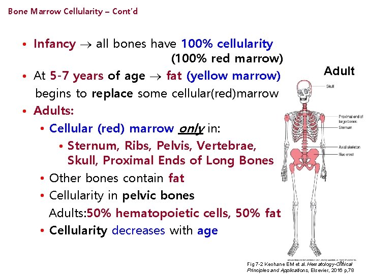 Bone Marrow Cellularity – Cont’d • Infancy all bones have 100% cellularity (100% red