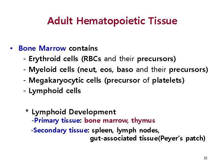 Adult Hematopoietic Tissue • Bone Marrow contains - Erythroid cells (RBCs and their precursors)