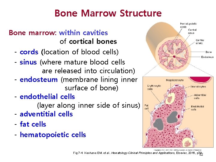 Bone Marrow Structure Bone marrow: within cavities of cortical bones - cords (location of