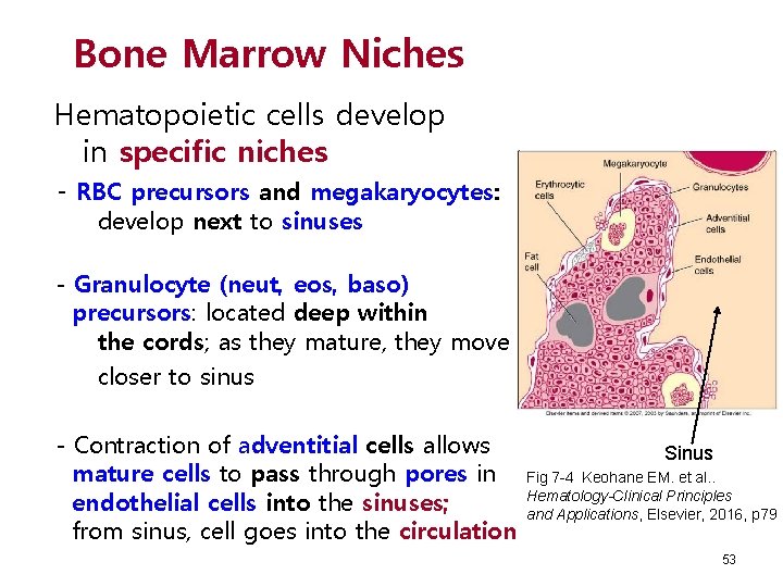 Bone Marrow Niches Hematopoietic cells develop in specific niches - RBC precursors and megakaryocytes: