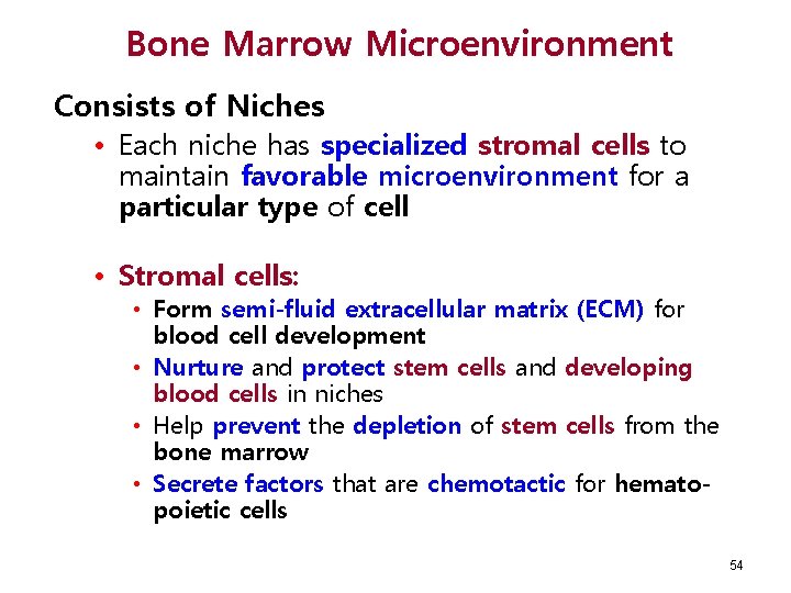 Bone Marrow Microenvironment Consists of Niches • Each niche has specialized stromal cells to