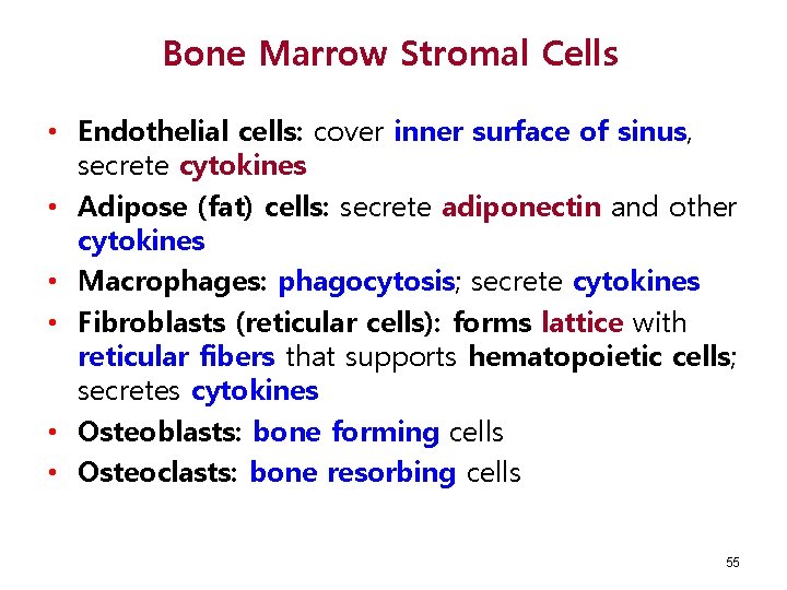 Bone Marrow Stromal Cells • Endothelial cells: cover inner surface of sinus, secrete cytokines