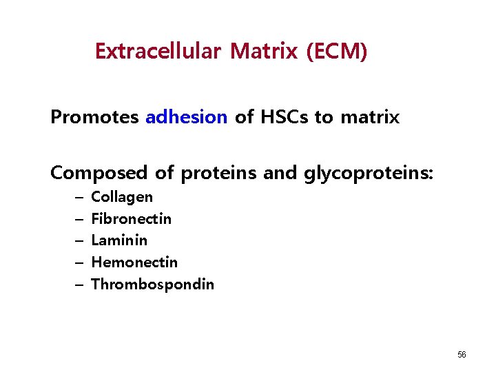 Extracellular Matrix (ECM) Promotes adhesion of HSCs to matrix Composed of proteins and glycoproteins: