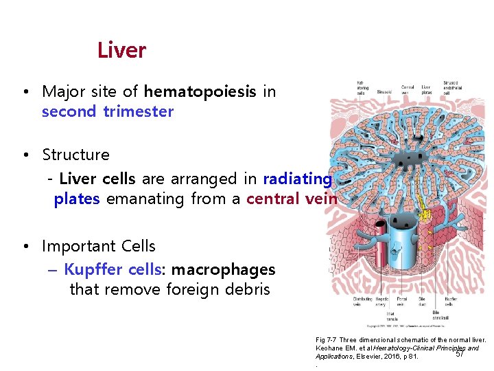 Liver • Major site of hematopoiesis in second trimester • Structure - Liver cells