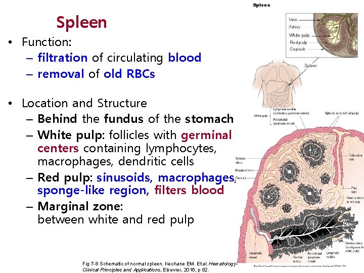 Spleen • Function: – filtration of circulating blood – removal of old RBCs •