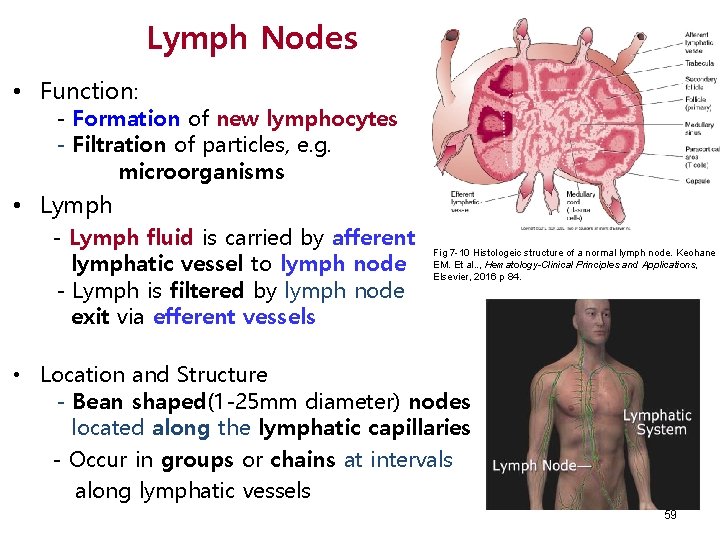 Lymph Nodes • Function: - Formation of new lymphocytes - Filtration of particles, e.