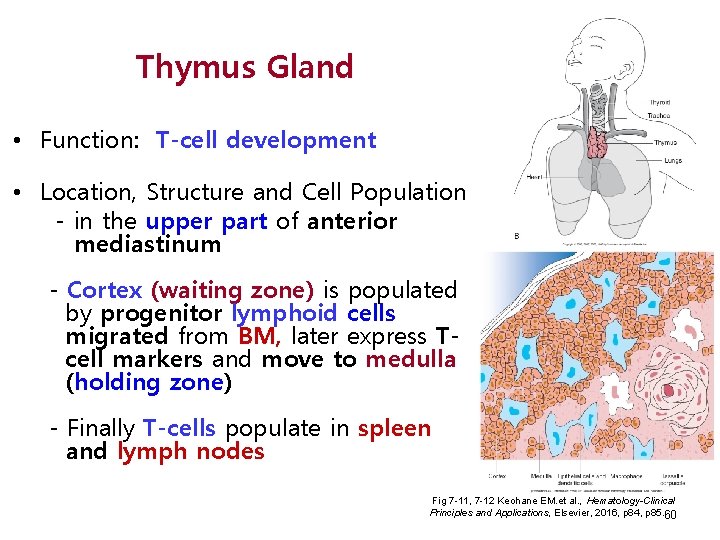 Thymus Gland • Function: T-cell development • Location, Structure and Cell Population - in