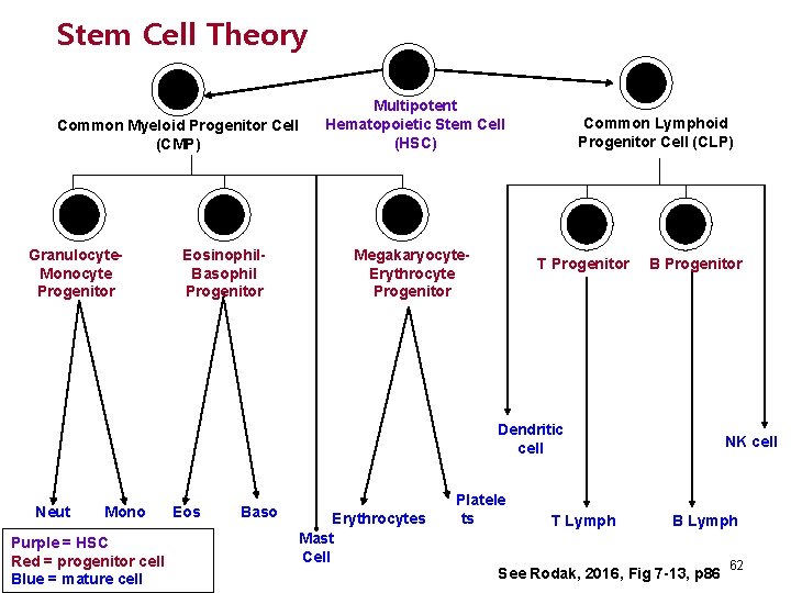 Stem Cell Theory Common Myeloid Progenitor Cell (CMP) Granulocyte. Monocyte Progenitor Eosinophil. Basophil Progenitor