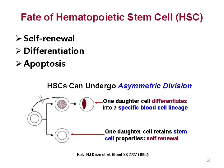 Fate of Hematopoietic Stem Cell (HSC) Ø Self-renewal Ø Differentiation Ø Apoptosis HSCs Can