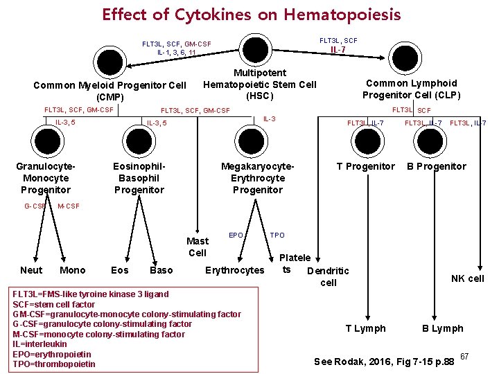 Effect of Cytokines on Hematopoiesis FLT 3 L, SCF, GM-CSF IL-1, 3, 6, 11