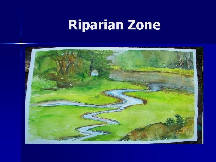 Riparian Zone 