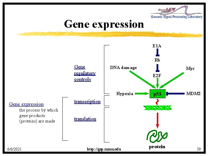 Gene expression E 1 A Rb Gene regulatory controls DNA damage E 2 F