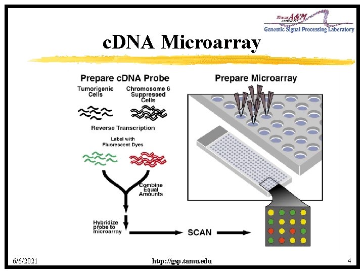 c. DNA Microarray 6/6/2021 http: //gsp. tamu. edu 4 