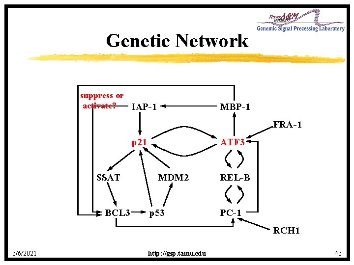Genetic Network suppress or activate? IAP-1 MBP-1 FRA-1 p 21 SSAT BCL 3 ATF