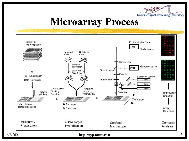 Microarray Process 6/6/2021 http: //gsp. tamu. edu 5 