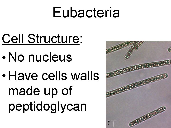 Eubacteria Cell Structure: • No nucleus • Have cells walls made up of peptidoglycan