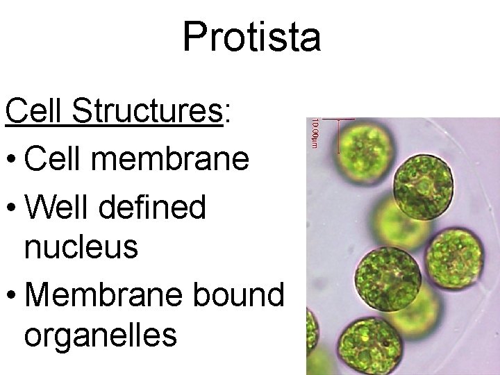 Protista Cell Structures: • Cell membrane • Well defined nucleus • Membrane bound organelles