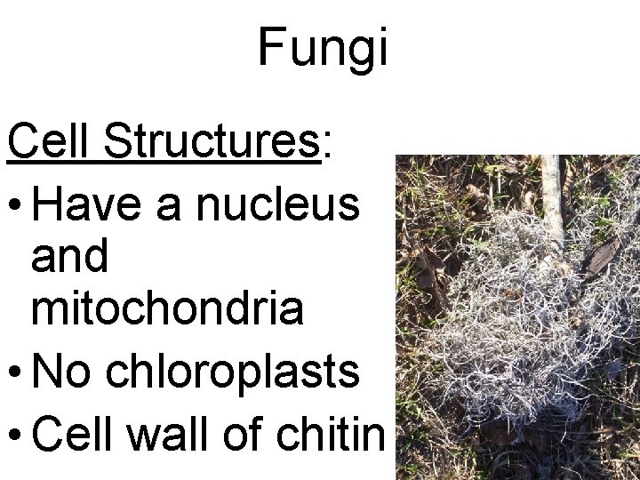 Fungi Cell Structures: • Have a nucleus and mitochondria • No chloroplasts • Cell