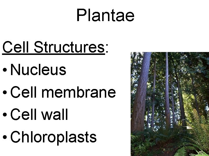 Plantae Cell Structures: • Nucleus • Cell membrane • Cell wall • Chloroplasts 