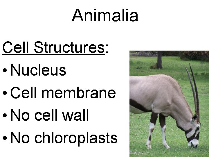 Animalia Cell Structures: • Nucleus • Cell membrane • No cell wall • No