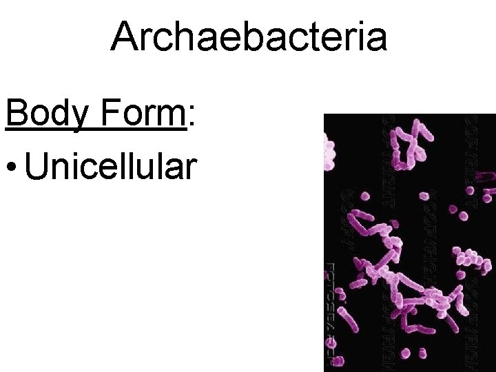 Archaebacteria Body Form: • Unicellular 