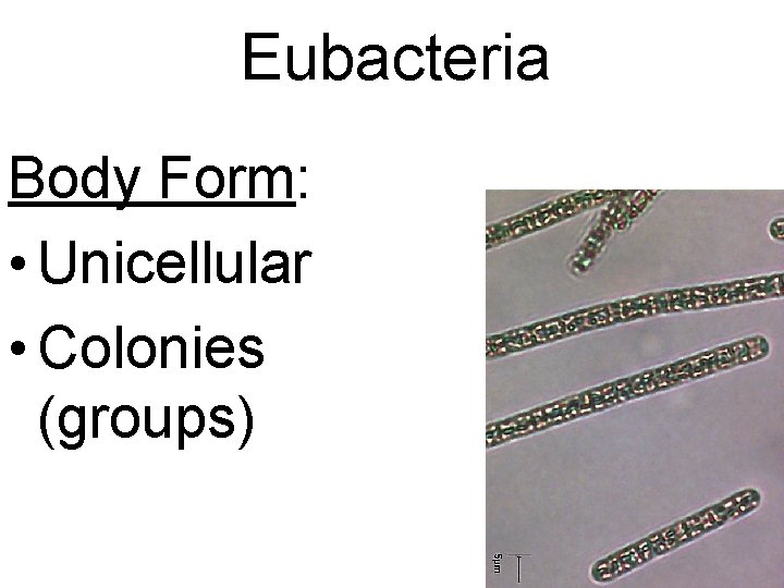 Eubacteria Body Form: • Unicellular • Colonies (groups) 