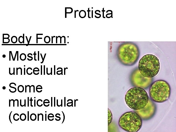 Protista Body Form: • Mostly unicellular • Some multicellular (colonies) 