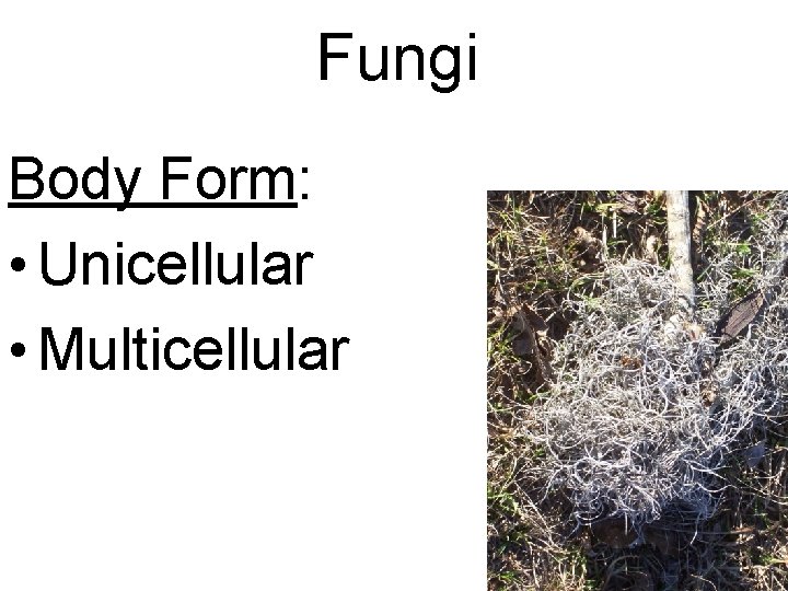 Fungi Body Form: • Unicellular • Multicellular 