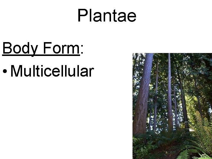 Plantae Body Form: • Multicellular 