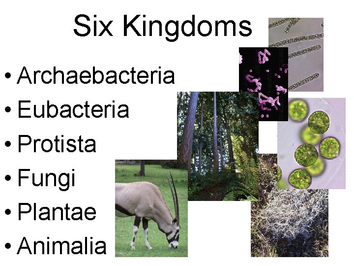 Six Kingdoms • Archaebacteria • Eubacteria • Protista • Fungi • Plantae • Animalia