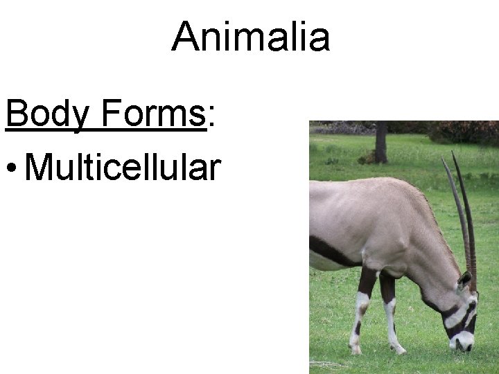 Animalia Body Forms: • Multicellular 