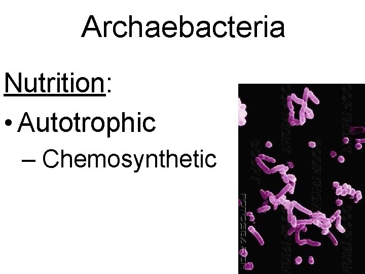 Archaebacteria Nutrition: • Autotrophic – Chemosynthetic 
