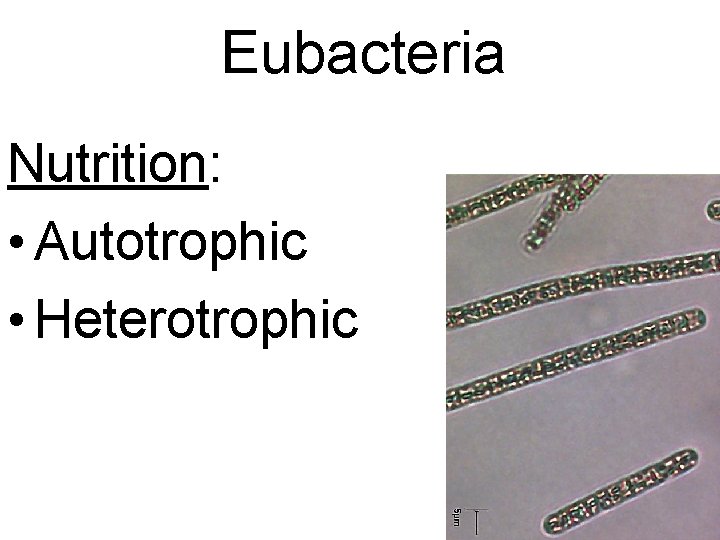 Eubacteria Nutrition: • Autotrophic • Heterotrophic 