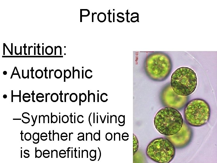 Protista Nutrition: • Autotrophic • Heterotrophic –Symbiotic (living together and one is benefiting) 