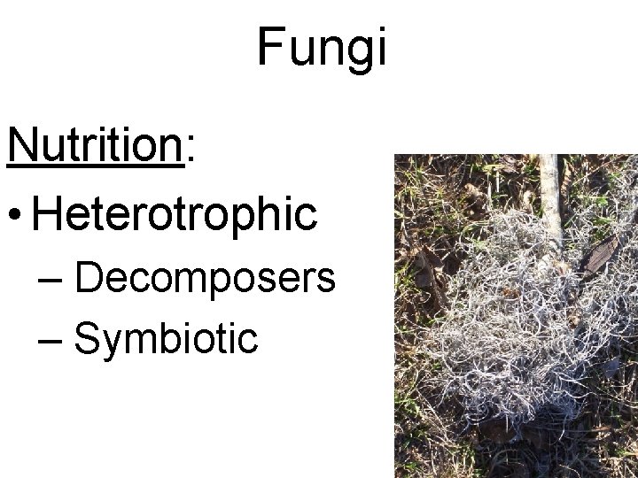 Fungi Nutrition: • Heterotrophic – Decomposers – Symbiotic 