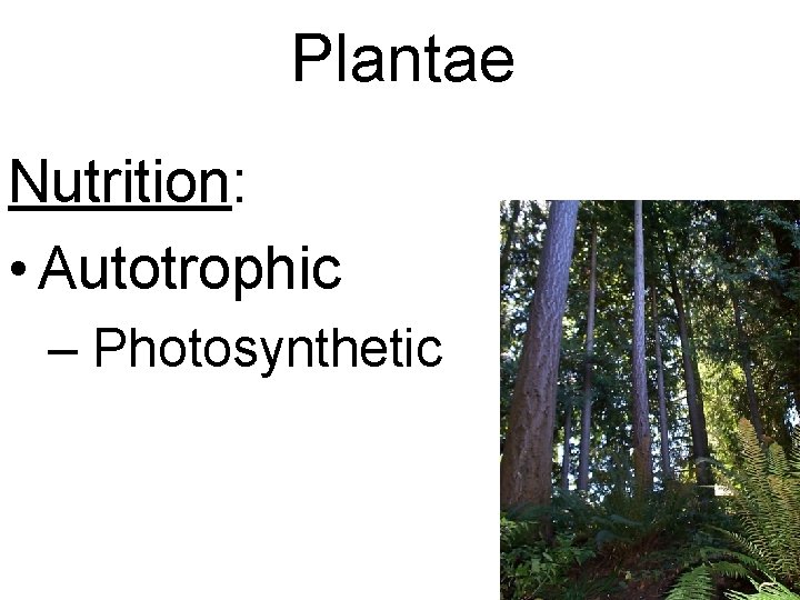 Plantae Nutrition: • Autotrophic – Photosynthetic 